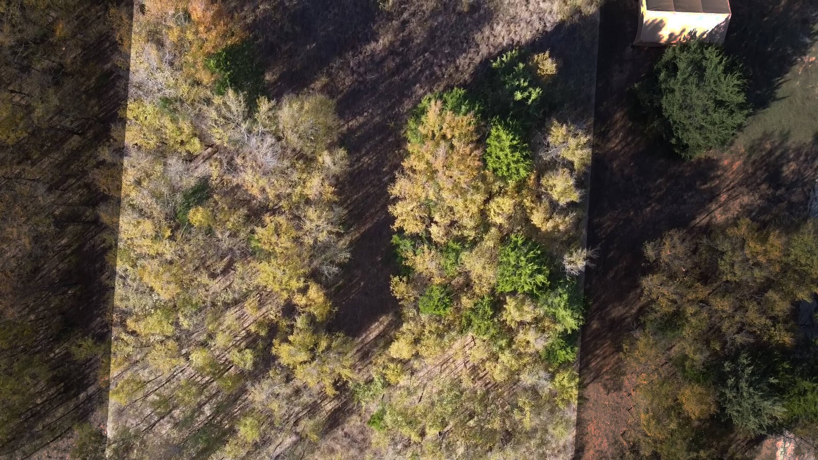 Overhead drone view highlighting the first clustered group of trees on the 1-acre unimproved lot at 1439 Cedar Mills Road in Gordonville, TX, showing lot boundaries and natural tree coverage.