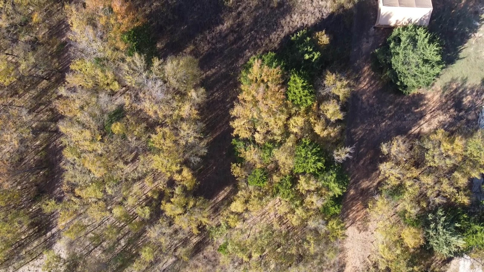 Top-down aerial photo of the front section of the 1-acre lot at 1439 Cedar Mills Road in Gordonville, Texas, showing the initial grouping of mature trees and natural terrain inside the property boundaries.